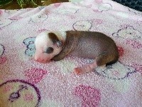 Little Dog Of Dream Poupoupidou