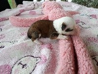 Little Dog Of Dream Paya