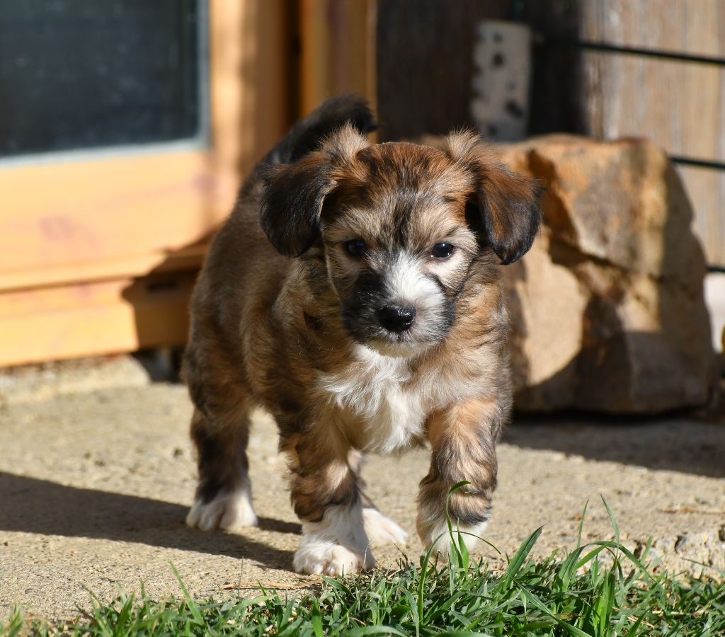 Little Dog Of Dream - Chien chinois à crête - Portée née le 31/10/2020