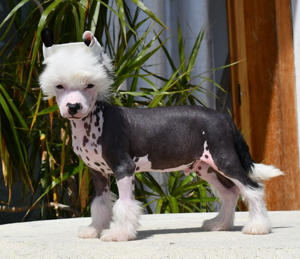 Little Dog Of Dream - Chien chinois à crête - Portée née le 24/06/2024