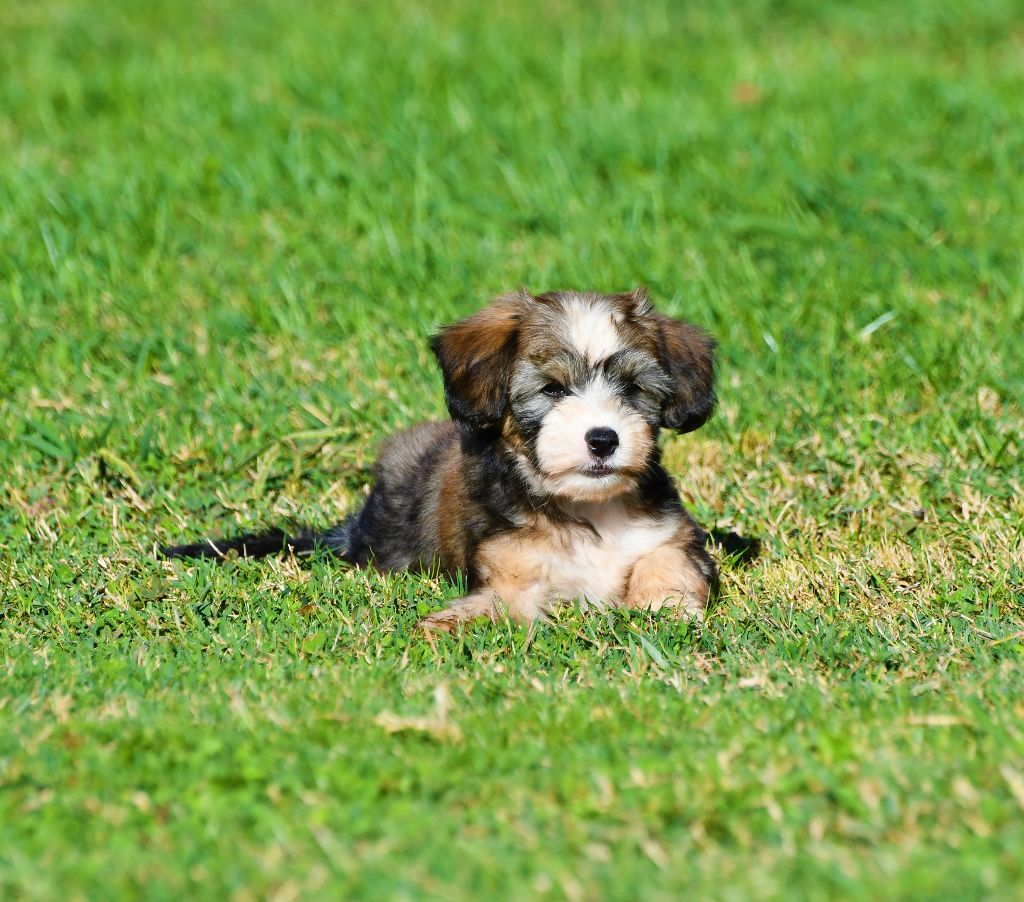 Little Dog Of Dream - Chien chinois à crête - Portée née le 07/08/2019
