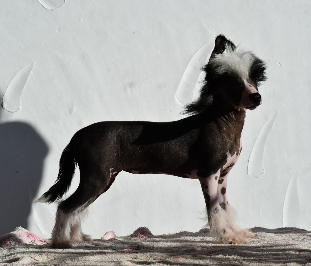 Little Dog Of Dream - Chien chinois à crête - Portée née le 24/09/2024