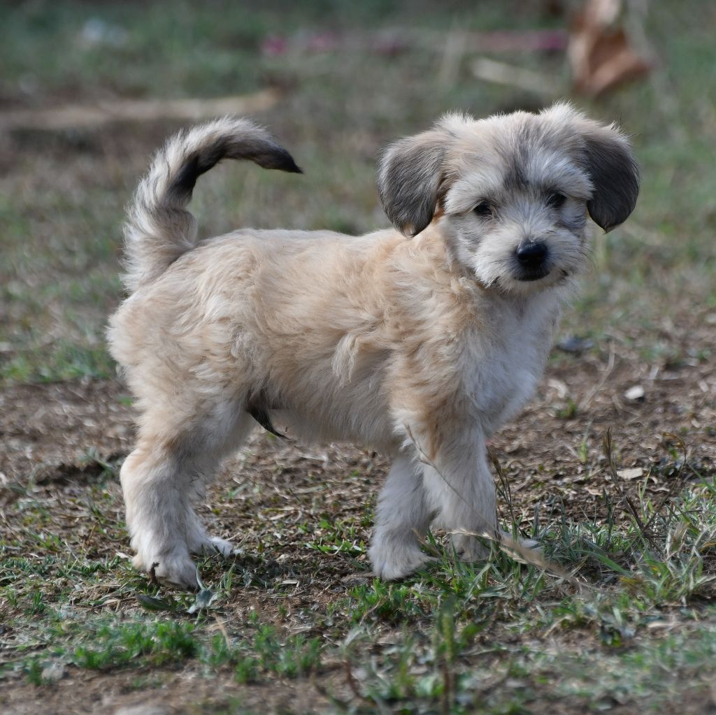 Little Dog Of Dream - Chien chinois à crête - Portée née le 21/06/2022