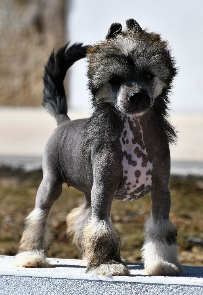 Little Dog Of Dream - Chien chinois à crête - Portée née le 20/07/2018